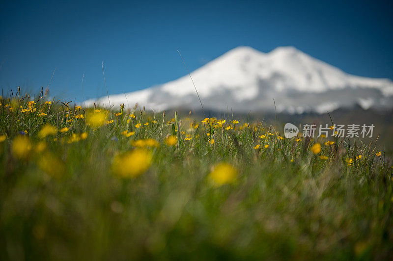 在日出时盛开的草地上，厄尔布鲁斯山是俄罗斯和欧洲最高和最突出的山峰。