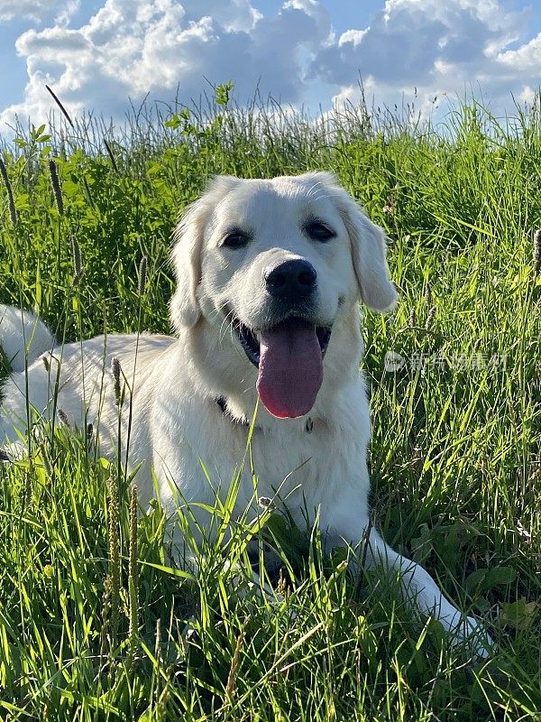 金毛寻回犬享受大自然，和我的狗狗玩得开心