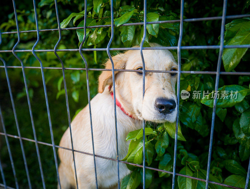 拉布拉多寻回犬被困在铁丝网后面