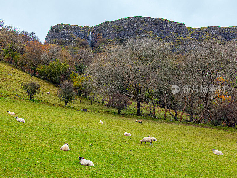 羊在爱尔兰