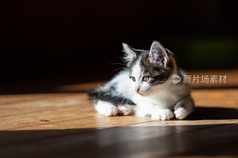 一只小猫在屋里晒太阳