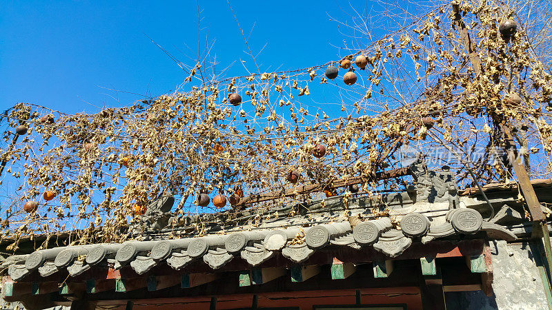 干葫芦藤和中国复古屋檐在北京