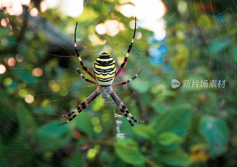 黄色花园蜘蛛特写