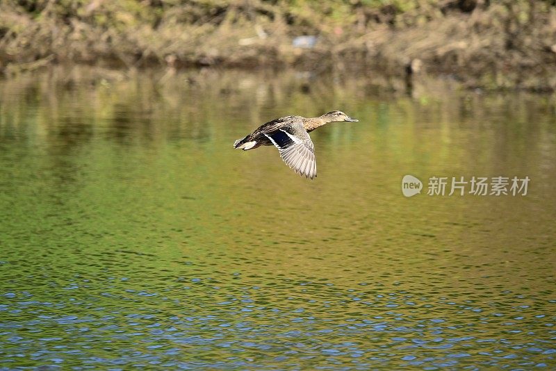 一只雌绿头鸭在飞行