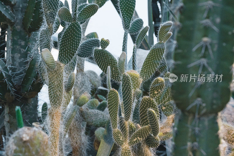 荒野西部的仙人掌景观