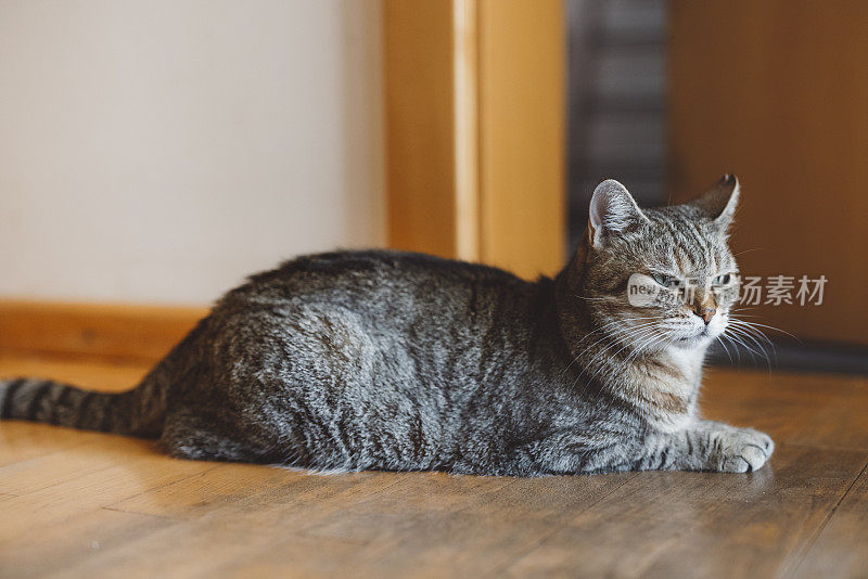 猫在屋内硬木地板上休息