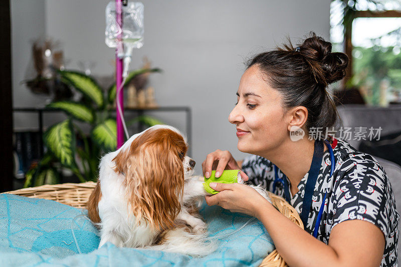 年轻的女兽医正在检查查理王小猎犬，并用绷带包扎她的腿