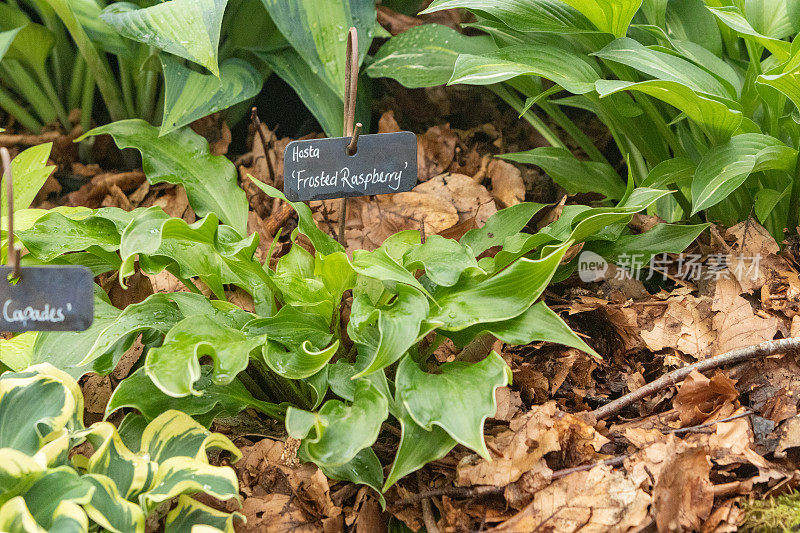 英国伦敦的“霜冻树莓”Hosta