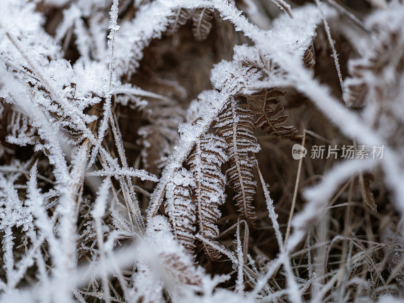 结霜的蕨类自然背景