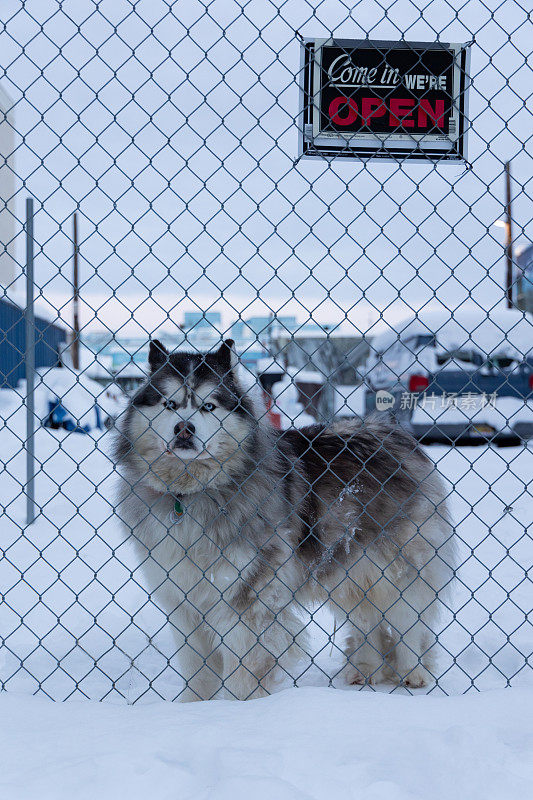 阿拉斯加雪橇犬