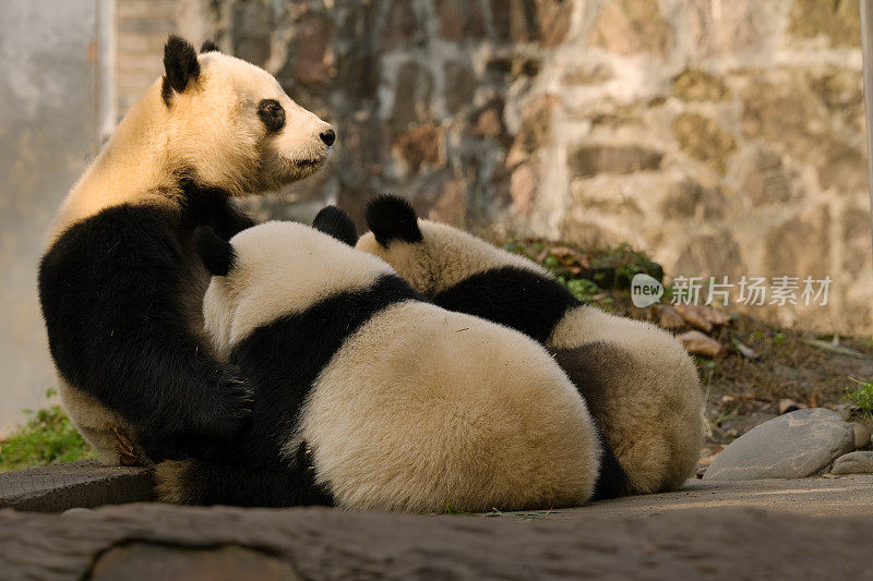 熊猫妈妈在阳光下喂两只小熊猫