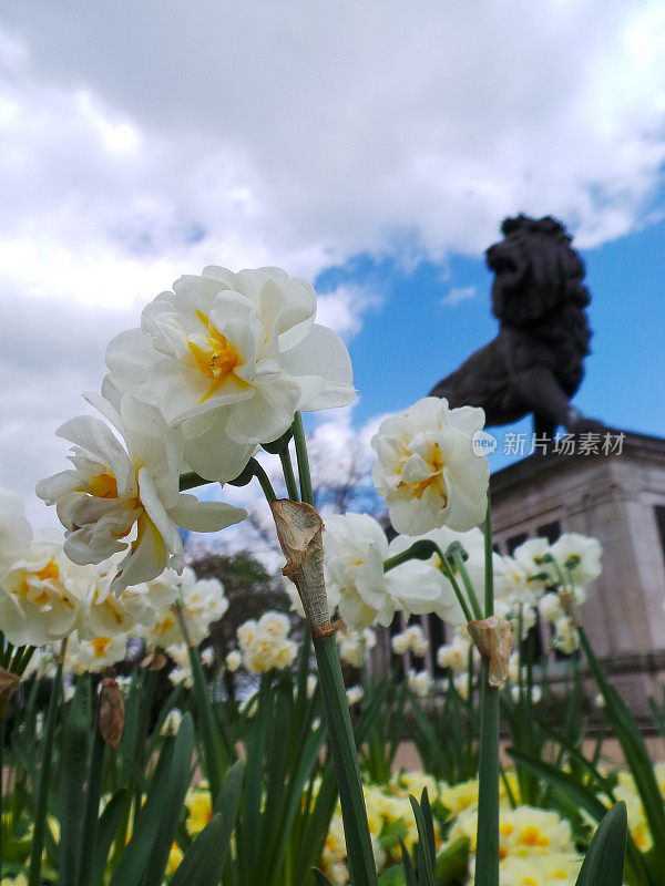 在福伯里狮子雕像前，白色的花朵伸向阳光。