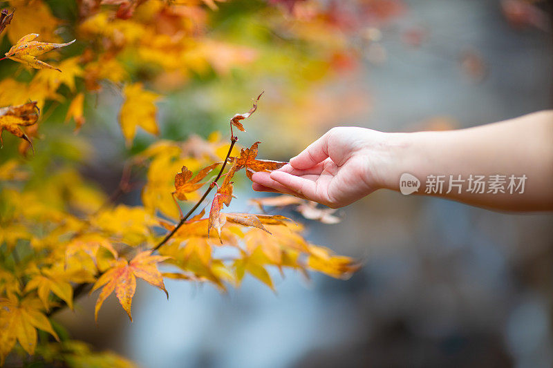 一个女人伸出手去触摸枫叶