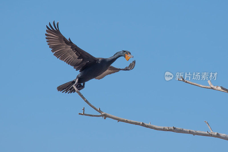 一只鸬鹚栖息在一棵死树上