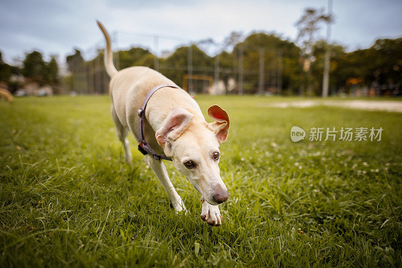 狗狗在公园里开心地奔跑