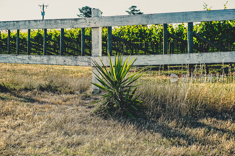 葡萄酒种植园旁的植物。