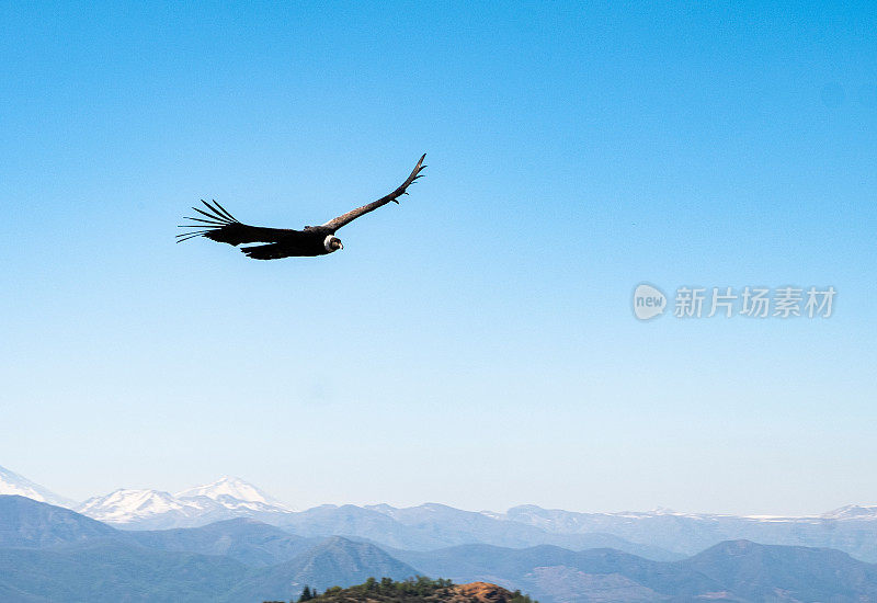 安第斯秃鹰在背后飞翔智利的安第斯山脉。南美