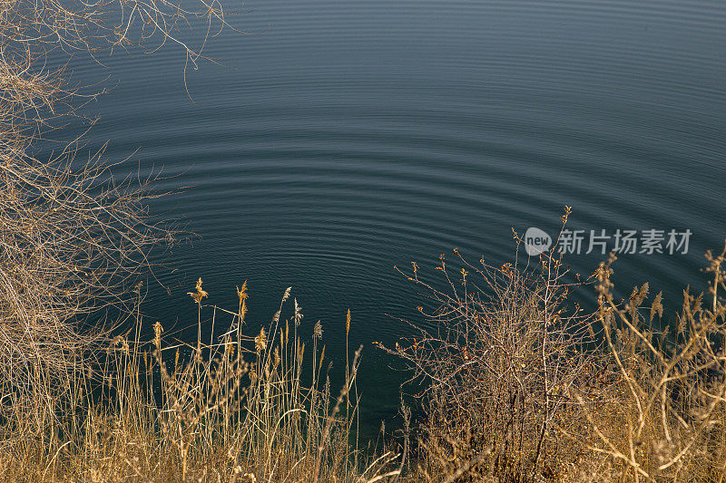 干燥的黄色草在水的背景上发散的圆圈
