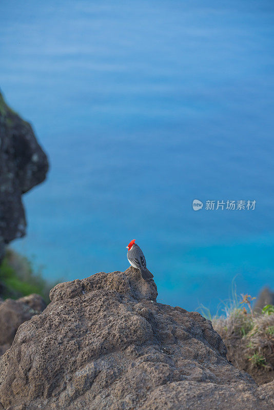 海滨悬崖上的红冠红雀