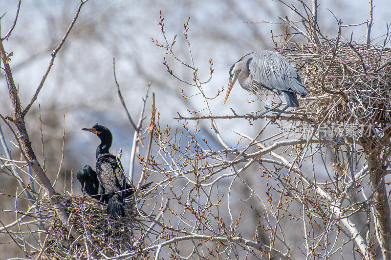 大蓝鹭和鸬鹚共用一棵筑巢的树