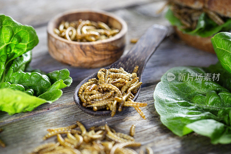 食用昆虫代替肉类。黄粉虫-黄粉虫。新型食品的概念