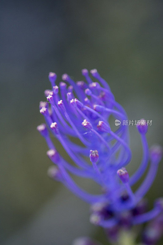 精致风信子花的角度宏观侧面视图