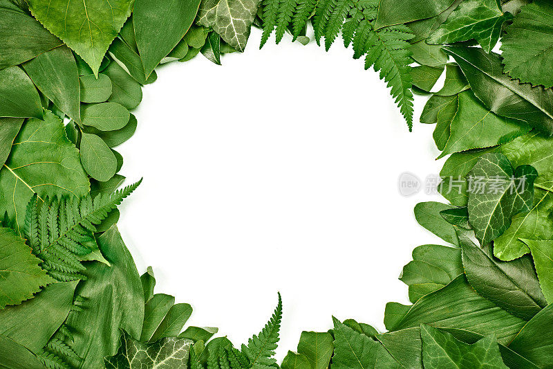 绿叶圆框与白色空白复制空间在中心，平铺俯视图