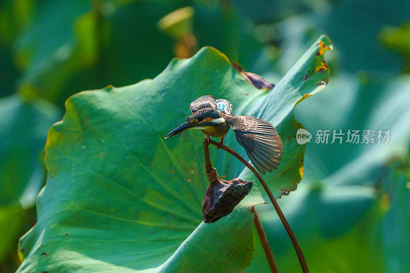 翠鸟发现了鱼，立刻飞向鱼。