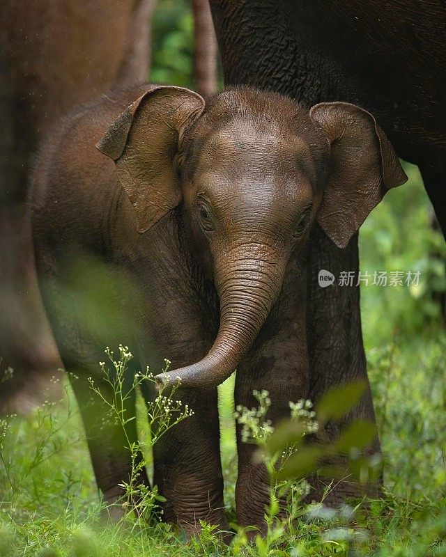 非洲小象在象群中受到成年象的保护