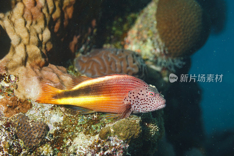 海洋生物。福斯特鹰鱼鱼水下场景与珊瑚和鱼水肺潜水员的观点。