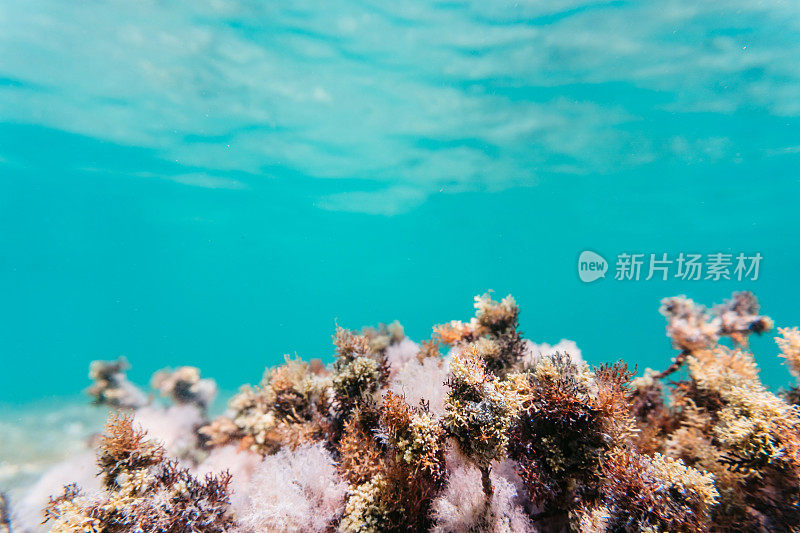 海藻在海底