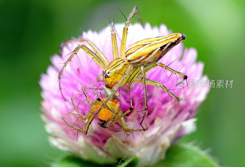 蜘蛛吃蜘蛛在地球苋菜花-动物的行为。
