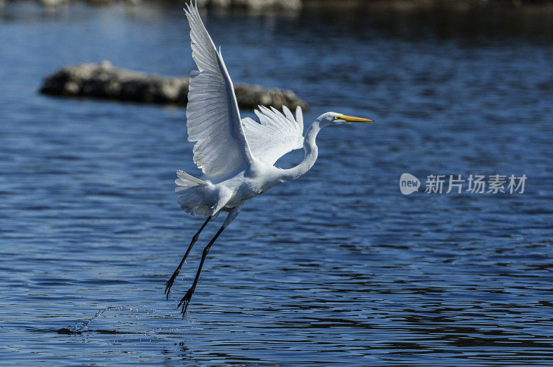 大白鹭从湖中起飞的长镜头