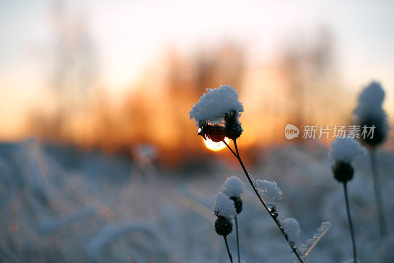 日落时被雪覆盖的干草