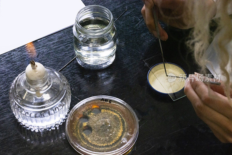 激活实验室里的真菌和细菌