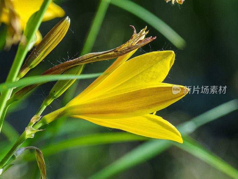 黄花菜花，萱草花