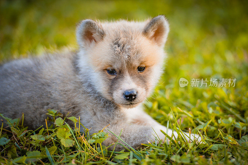 秋天的一天，年轻美丽的秋田犬在户外