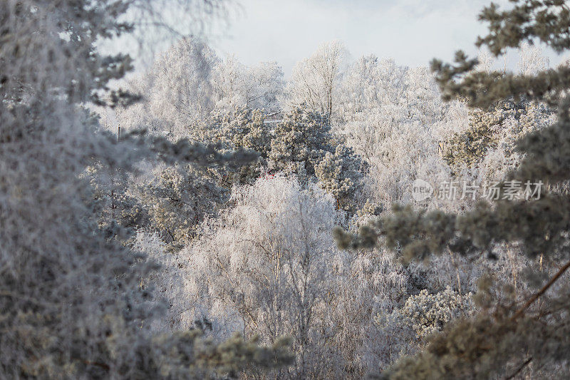 松树在晴天。冬季森林。树枝上的雪。自然背景。寒冷的天气。气候。毛皮的树。暴雪