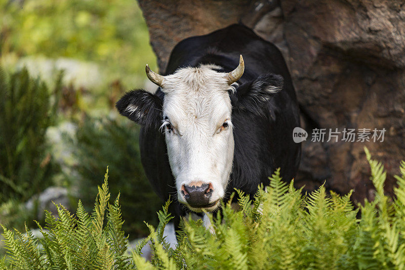 牛在山上吃草