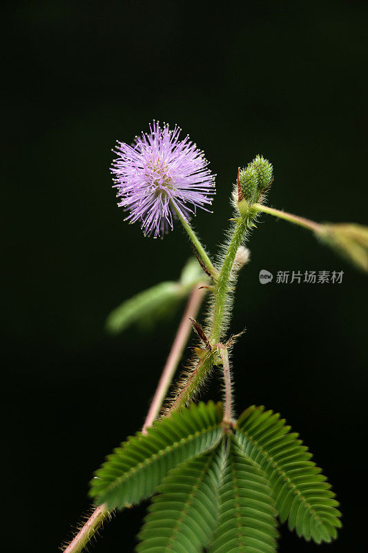 对黑色敏感的植物