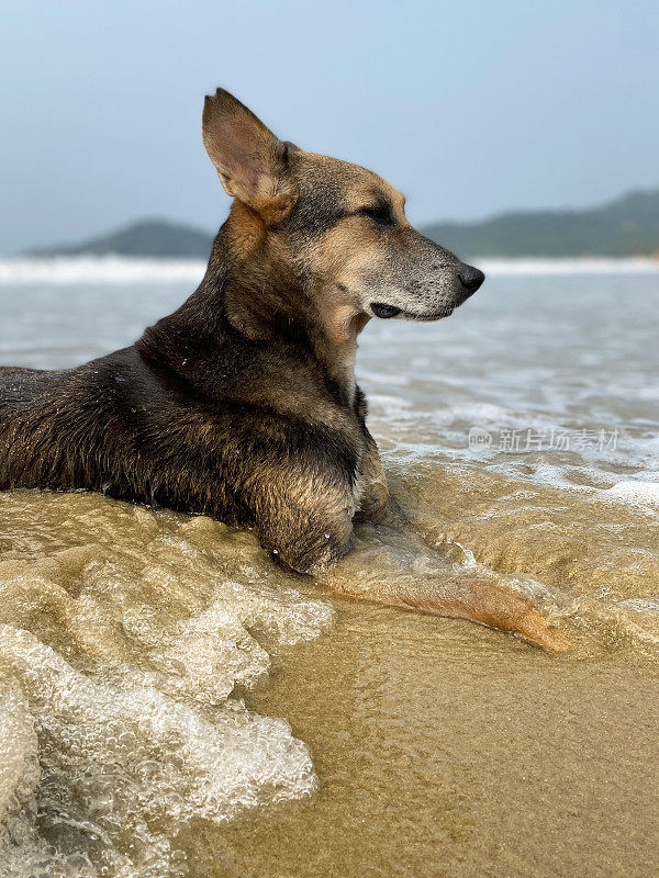 特写图像的印度野生流浪躺在潮湿的沙滩上，海水的边缘在退潮，杂种狗坐与海浪退潮和流动，海边的潮汐，重点在前景