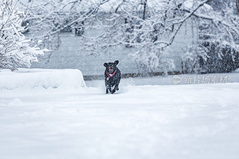 顽皮的拉布拉多寻回宠物狗在深深的暴风雪中疯狂奔跑