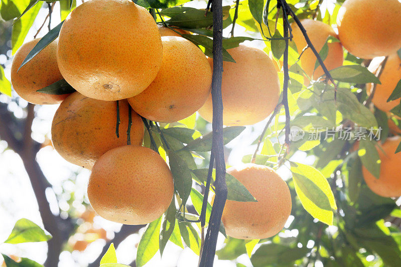 阳光下，橘子树，果园，杂草丛生，黄橙，柑橘