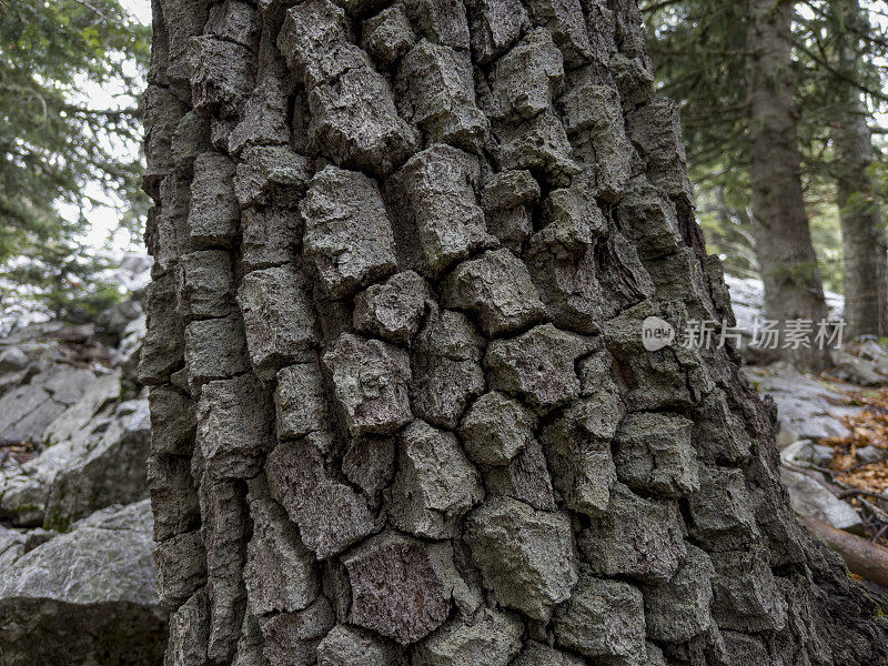 树干和坚硬的树皮木质耐寒橡树种