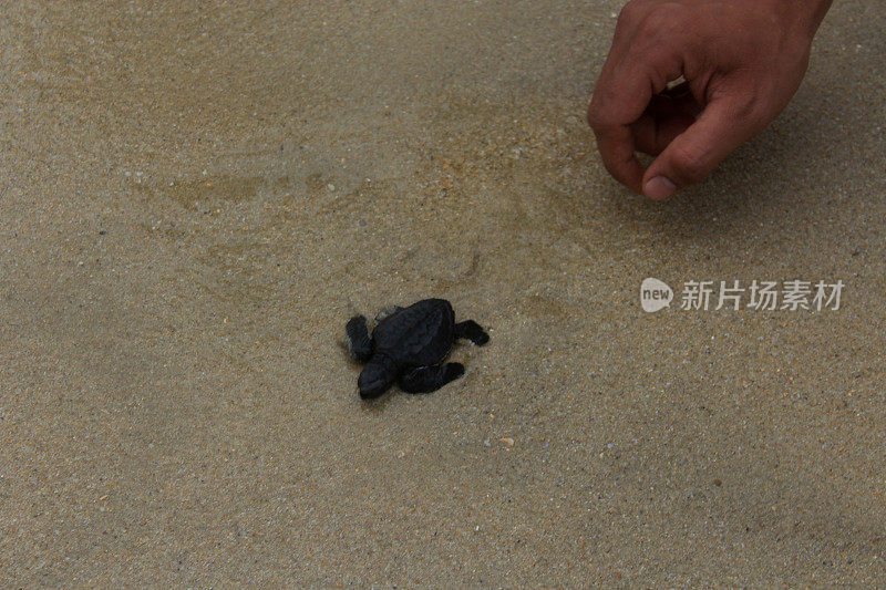 把小海龟放生到亚齐海。