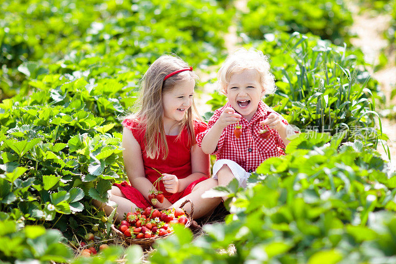 夏天，孩子们在草莓地里摘草莓