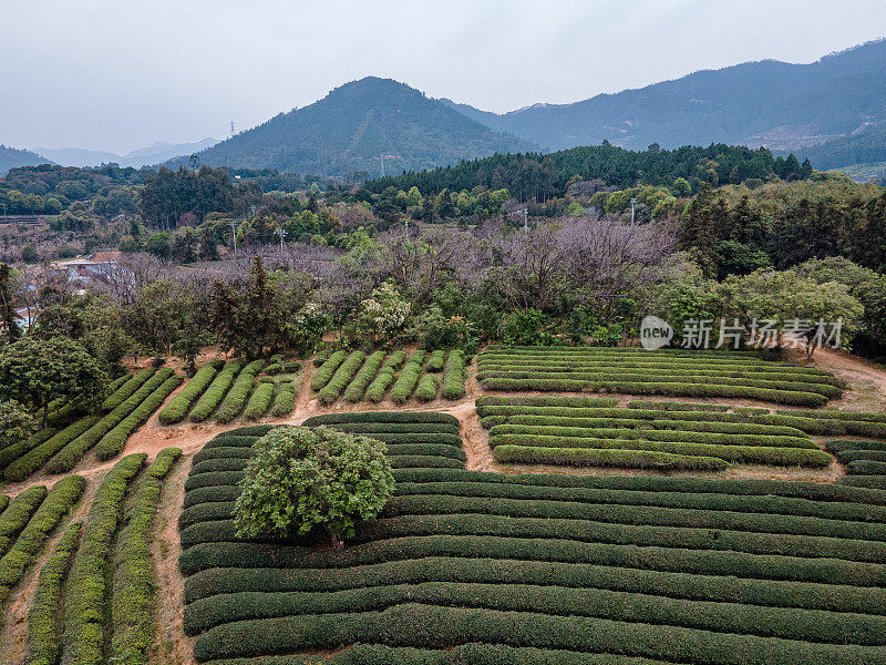 茶园和周围森林的鸟瞰图