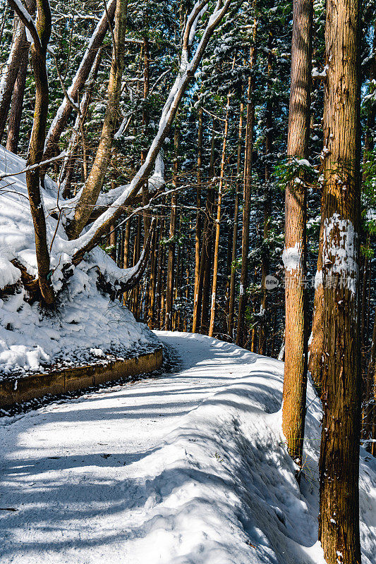 日本长野，冬天白雪覆盖的松林小路