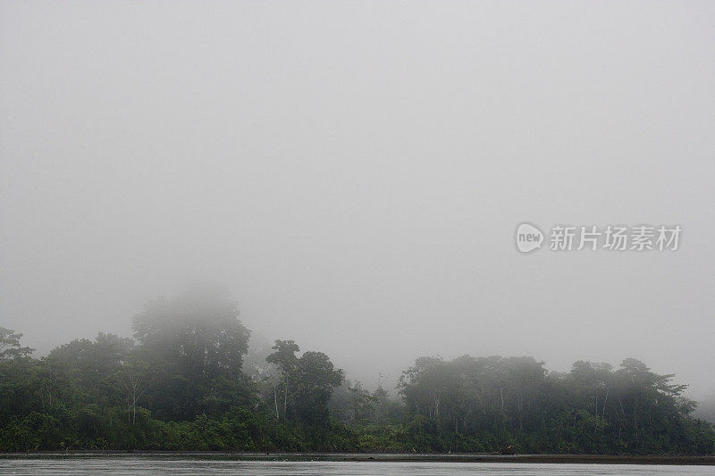 厄瓜多尔亚马逊河上游雨林中的树木