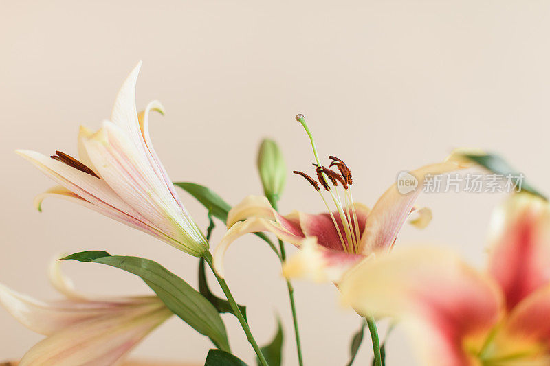 奶油黄色和明亮的热粉色复活节百合花在一个波西米亚复古藤制孔雀椅上的玻璃花瓶里，室内有奶油色的背景，在明亮的自然光下从窗户复制空间